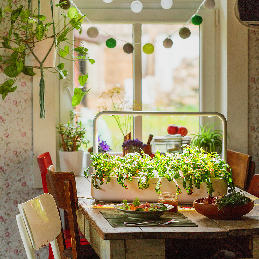 Click & Grow Smart Garden 9 Indoor Kräutergarten Szene Küche Oma