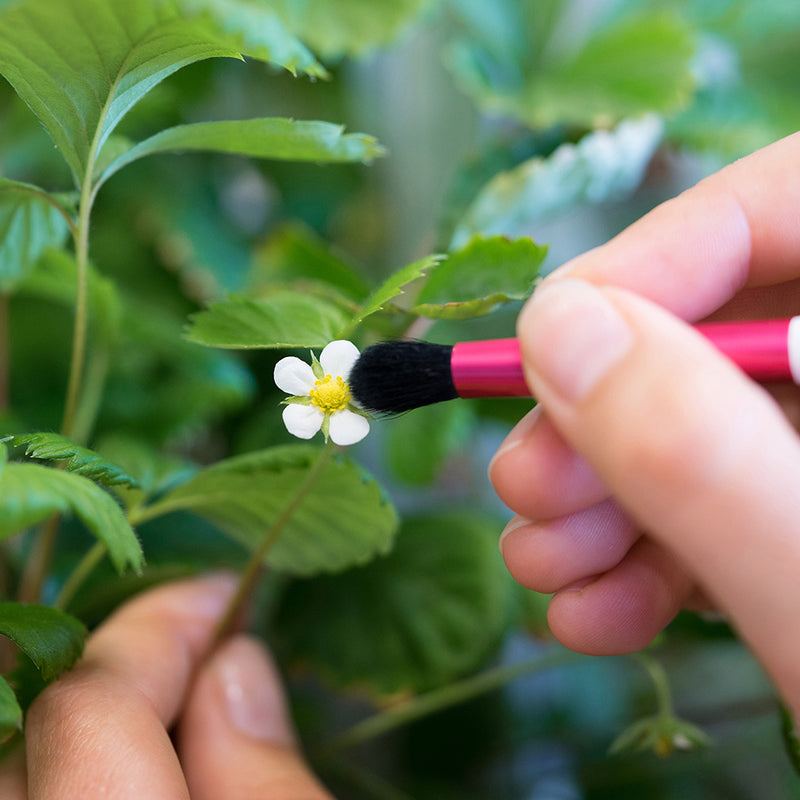 Véritable Bestäubungspinsel - mit Blüte